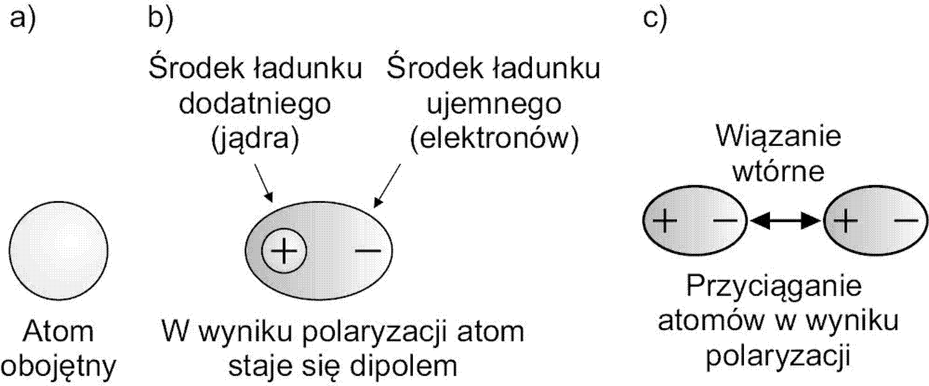 Wiązanie między dipolami chwilowymi: a) atom obojętny, b) chwilowy dipol elektryczny utworzony w wyniku przemieszczenia środka ładunku dodatniego jądra atomu względem środka ładunku ujemnego elektronów, c) przyciąganie elektrostatyczne ładunków przeciwnych sąsiednich atomów – dipoli elektrycznych